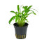 Cryptocoryne albida var. costata - Weißlicher Wasserkelch