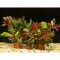 Aquarienpflanzen Set rote Farbtupfer - 5 Töpfe