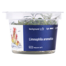 Aromatischer Sumpffreund - Limnophila aromatica InVitro