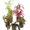 Aquarienpflanzen rote Farbtupfer - 5 Töpfe mind. 3 Arten