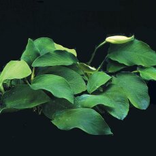 Pflanzensortiment für Barschaquarien klein