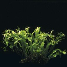 Pflanzensortiment für Barschaquarien mittelgroß