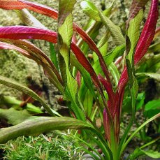 Echinodorus Red Devil - Froschlöffel Roter Teufel