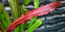 Echinodorus Red Devil - Froschlöffel Roter Teufel