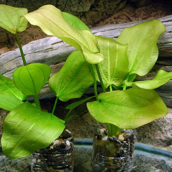 Echinodorus  "Harbich red" - Rötlicher Froschlöffel