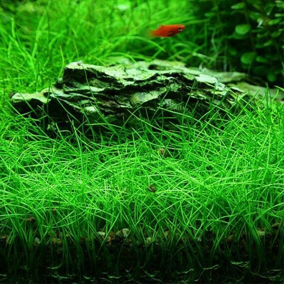 Eleocharis acicularis "mini" Laboranzucht steril aufgewachsen