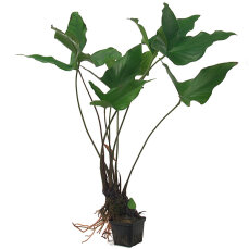 Herzblättriges Riesenspeerblatt Anubias hastifolia Schaupflanze