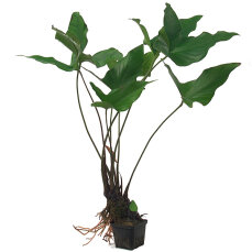 Herzblättriges Riesenspeerblatt Anubias hastifolia...