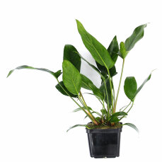 Herzblättriges Riesenspeerblatt Anubias hastifolia...