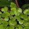 Spirodela polyrhiza - Vielwurzelige Teichlinse 15 Pflanzen