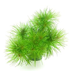 Indisches Sternkraut - Pogostemon deccanensis InVitro Dennerle
