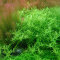 Rotala rotundifolia grün - Grünblättrige Rotala InVitro Tropica