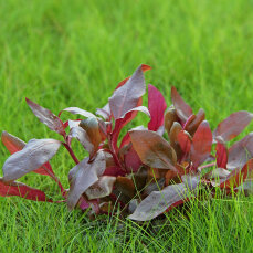 Alternanthera reineckii Lila - Lilafarbenes Papageienblatt