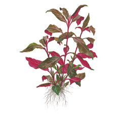 Alternanthera reineckii Lila - Lilafarbenes Papageienblatt