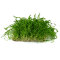 Lilaeopsis brasiliensis - Neuseelandgras auf Gitter 16 x 11 cm