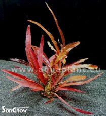 Barclaya longifolia langblättrige Barclaya Knolle/Rhizom