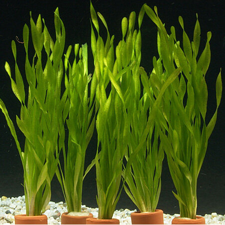 5 Bunde Vallisneria asiatica - Asiatische Vallisnerie