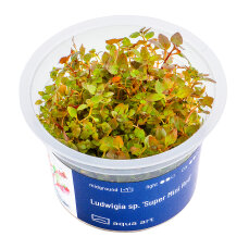 Ludwigia "mini super red" - Rote Ludwigie InVitro