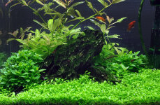 1-2-Grow Set von Tropica für 30 Liter Nano-Aquarium Layout 09