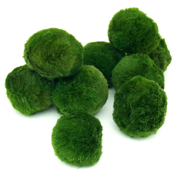 10 Stück Moosalgen (Aegagropila linnaei) Mooskugel Moosball 2-3 cm