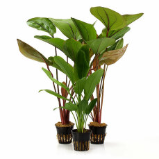 3 Wasserpflanzen (Echinodorus) für...
