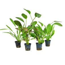 6 große Wasserpflanzen (Echinodorus) für...