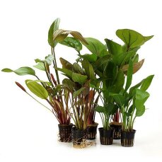 6 große Wasserpflanzen (Echinodorus) für...