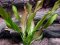 Echinodorus Dschungelstar Nr. 3 Python Dennerle Sortenzüchtung