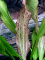 Echinodorus Dschungelstar Nr. 3 Python Dennerle Sortenzüchtung