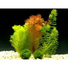 kleines Aquarienpflanzenset für ein Garnelenaquarium