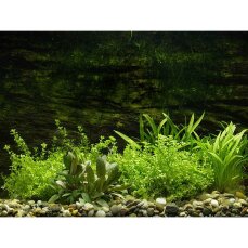 Vordergrundpflanzen für ein 60cm Aquarium