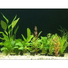 Edles Pflanzensortiment für ein 80-100 cm Aquarium