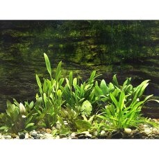 Vordergrundpflanzen für ein 80 cm Aquarium