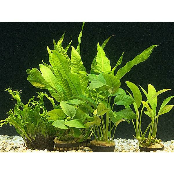 5 robuste Wasserpflanzen für Buntbarschaquarien