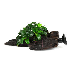 Kleinstes Zwergspeerblatt - Anubias barteri var. nana Bonsai Wurzel + Sauger