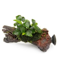 Kleinstes Zwergspeerblatt - Anubias barteri var. nana Bonsai Wurzel + Sauger