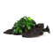 Kleinstes Zwergspeerblatt - Anubias barteri var. nana Bonsai Wurzel + Sauger