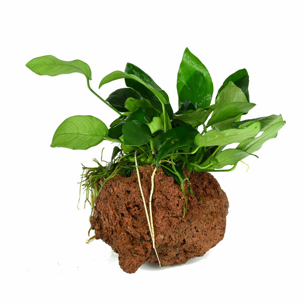 Zwergspeerblatt - Anubias barteri var. nana auf Stein - Infos ...
