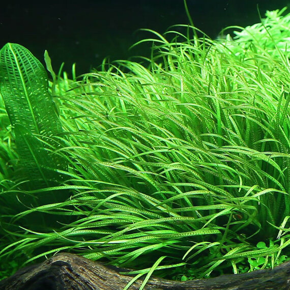 Japanisches Fadenkraut - Blyxa japonica InVitro Pflanze