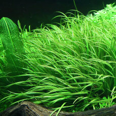 Japanisches Fadenkraut - Blyxa japonica InVitro Pflanze