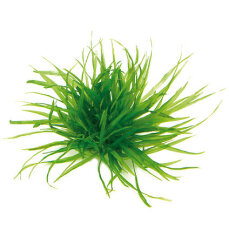 Japanisches Fadenkraut - Blyxa japonica InVitro Pflanze