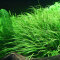 Japanisches Fadenkraut - Blyxa japonica InVitro Pflanze