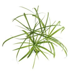 Wasserpalme, Zyperngras - Cyperus alternifolius