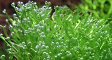 Teichlebermoos - Riccia fluitans  algen- und schneckenfreie Laborpflanze