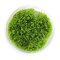 Teichlebermoos - Riccia fluitans  algen- und schneckenfreie Laborpflanze