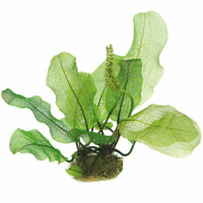 Madagaskar-Gitterblattpflanze - Aponogeton...