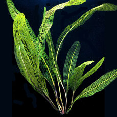 Madagaskar-Gitterblattpflanze - Aponogeton madagascariensis Knolle