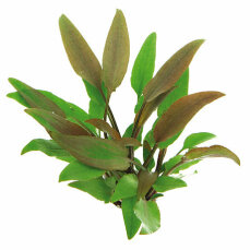 Walkers Wasserkelch - Cryptocoryne walkeri (ehem. lutea)...