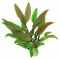 Walkers Wasserkelch - Cryptocoryne walkeri (ehem. lutea) getopft