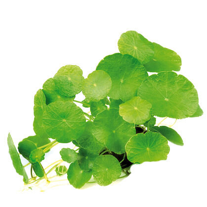 amerikanischer Wassernabel, Hutpilzpflanze - Hydrocotyle verticillata